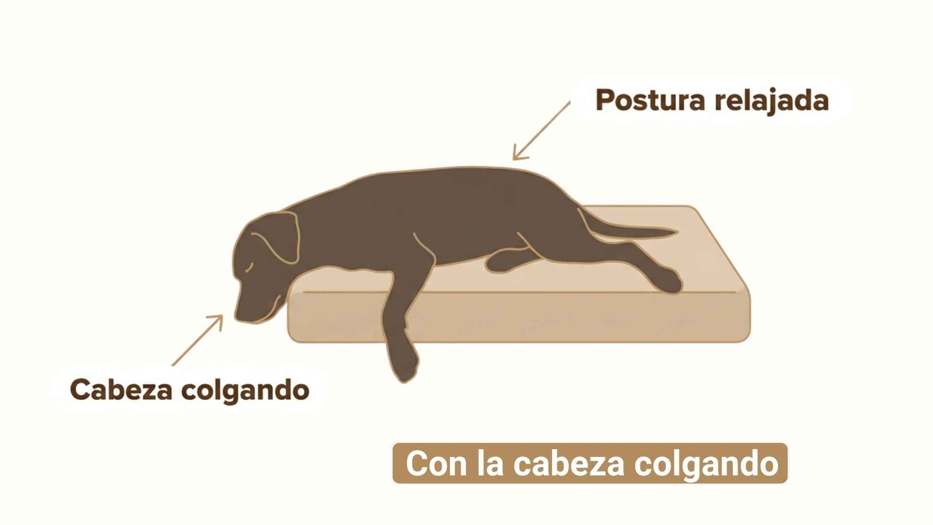 Perro duerme con la cabeza colgando